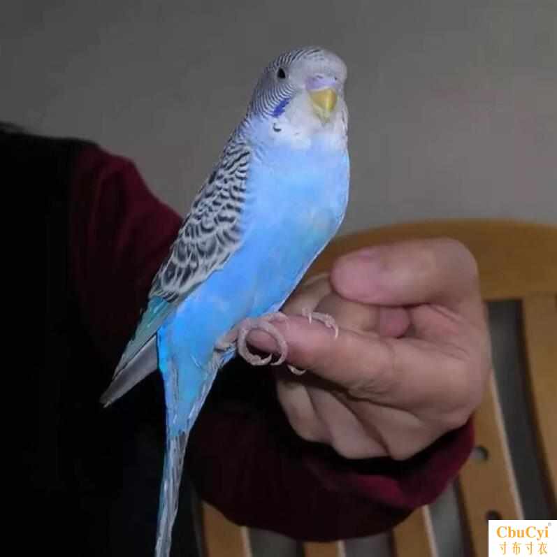 会说话的大鹦鹉活鸟会说话鹦鹉活鸟会说话的鹦鹉活鸟 大型大号|ruв категории животное/Животное питание и принадлежностей, птиц и принадлежностей, птица - от Buy2taobao.com для оказания профессиональной услуги покупки агента Taobao