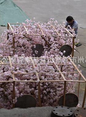 仿真花假花装饰真杆樱花树盆栽垂钓樱花枝婚庆婚礼假樱花树
