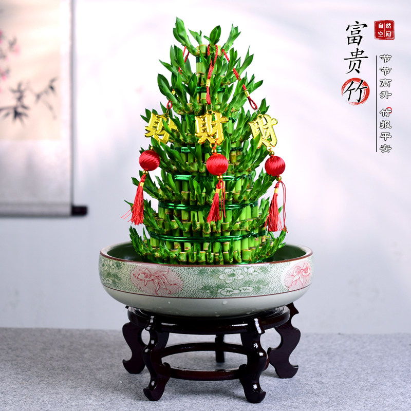 富贵竹水培节节高室内盆栽植物竹塔转运竹办公室客厅开业乔迁送礼