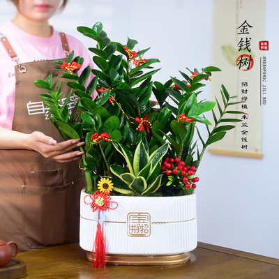 金钱树盆栽植物室内客厅办公招财钱串子盆景绿植好养乔迁开业礼品