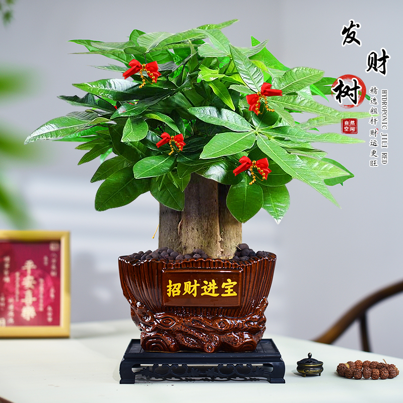 发财树小盆栽绿植室内办公茶室客厅桌面中式艺术盆景好养寓意送礼