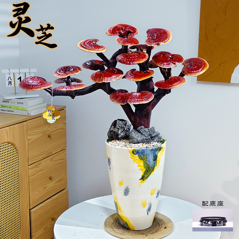 风化灵芝造型老桩盆景办公客厅展厅观赏性艺术盆栽开业乔迁送礼图片