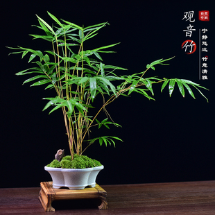 红观音竹盆景竹子红竹盆栽办公书房茶桌客厅米竹桌面绿植好养送礼
