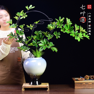 七叶莲盆栽鸭掌木植物室内客厅办公大盆景空间美观绿植乔迁送礼