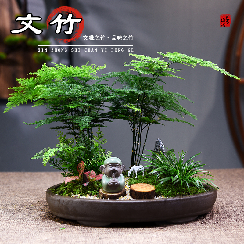 文竹办公室书房客厅茶几桌面