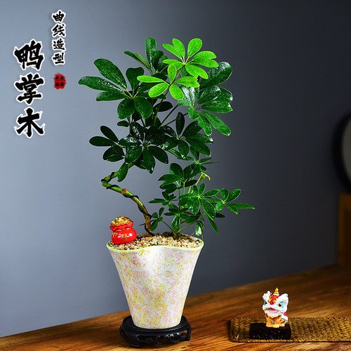 鸭脚木盆栽中式创意造型盆景八方来财绿植室内客厅桌面植物送礼物