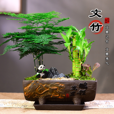 文竹盆栽富贵竹室内绿植发财树组合好养微景观中式桌面植物礼品