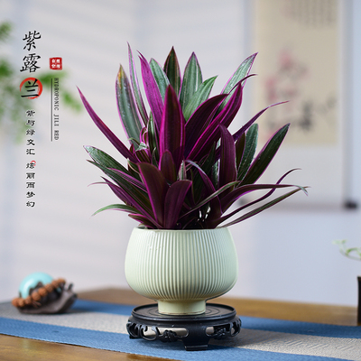 紫露兰盆栽室内植物花卉好养油画婚礼吊兰办公室客厅桌面多肉绿植