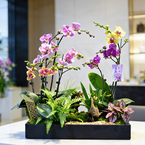 室内开花植物客厅蝴蝶兰盆栽