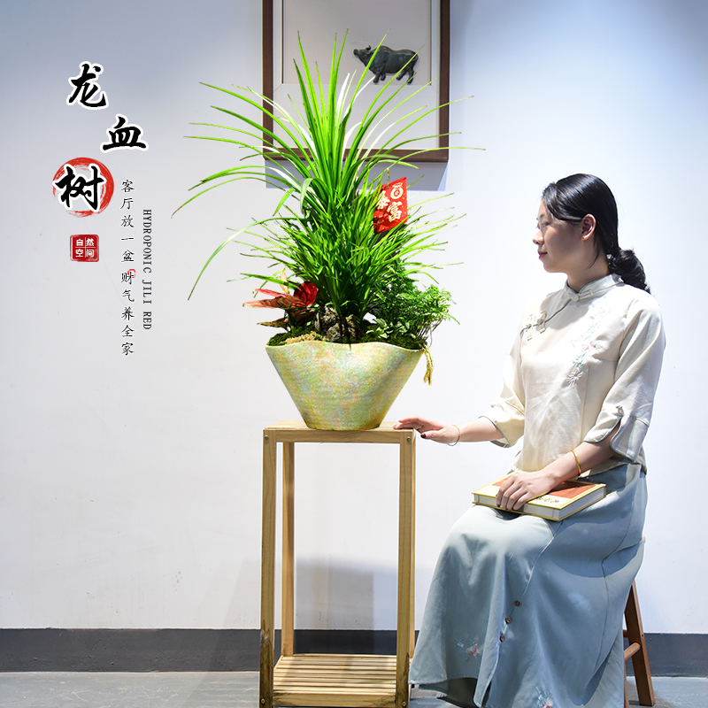 龙血树盆栽室内绿植大盆景办公客厅阳台龙须树组合艺术植物好养活