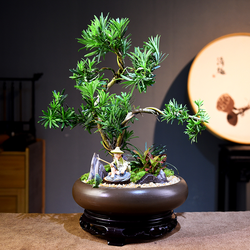罗汉松造型盆景中式植物微景观室内办公盆栽桌面绿植教师节礼品