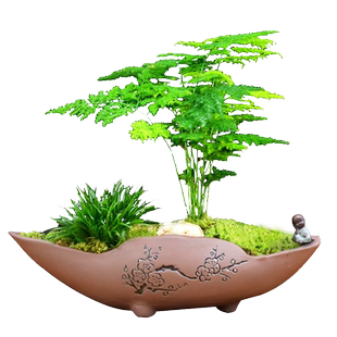 文竹盆栽室内绿植书房茶室中式禅意盆景植物四季常青装饰摆件好养