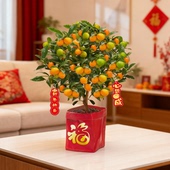 金桔树盆景带果桔祥如意盆景室内观赏桔子过年喜庆植物年宵花送礼