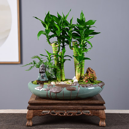 节节高富贵竹植物客厅转运绿植盆栽办公室内桌面好养盆景四季常青