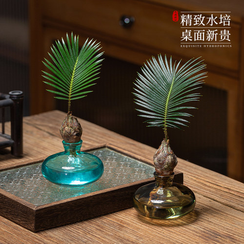 铁树小盆栽水培植物办公室内茶室桌面创意好养绿植盆景四季常青
