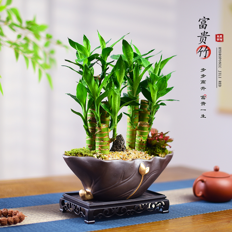 富贵竹盆栽节节高绿植艺术盆景植物中国风四季好养摆件寓意送礼