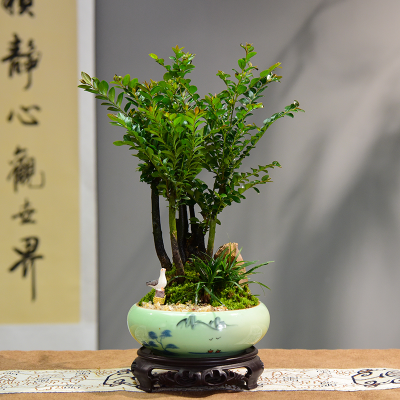 小叶紫檀客厅茶桌四季常青