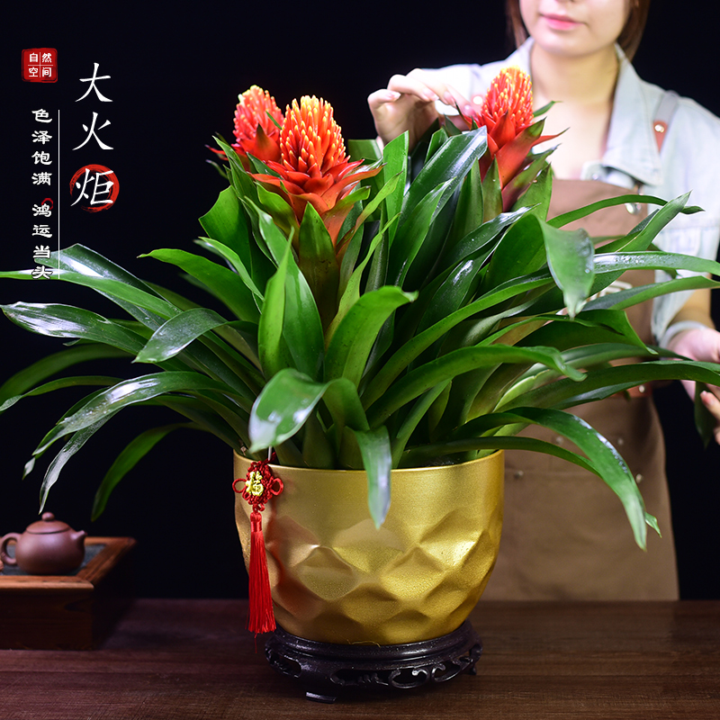 火炬盆栽带花苞鸿运当头开业绿植乔迁植物喜庆室内花卉客厅年宵花