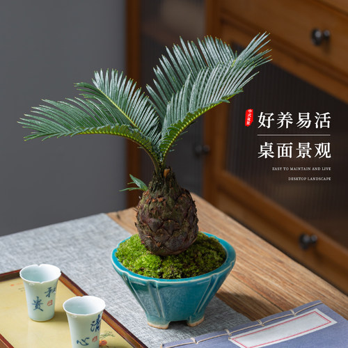 铁树客厅茶桌书房办公室