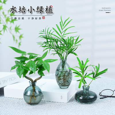 发财树盆栽水培系列小仙女春羽桌面绿植袖珍椰子植物办公客厅好养