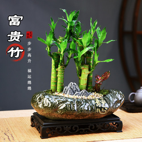 富贵竹客厅办公室接待前台书房
