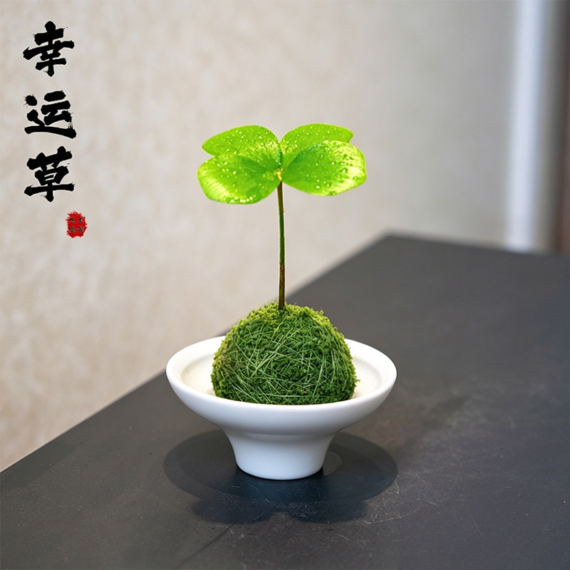幸运草盆栽苔玉球植物墨西哥铁植物四叶草室内办公植物桌面好养