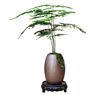 文竹盆栽室内植物小云竹办公室茶室书房绿植中式古风装饰摆件好养