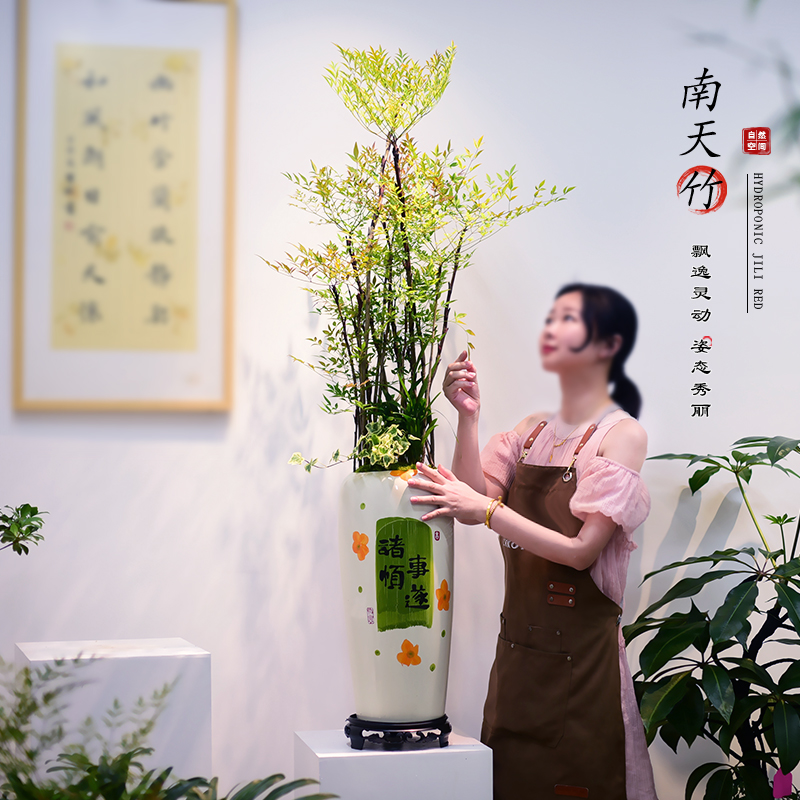 南天竹盆栽客厅室内大型盆景观叶植物盆景四季常青美化空间送礼