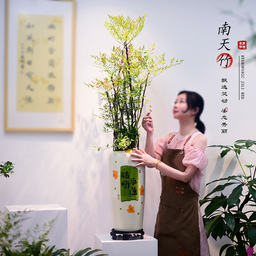 南天竹盆栽客厅室内大型盆景观叶植物盆景四季常青美化空间送礼