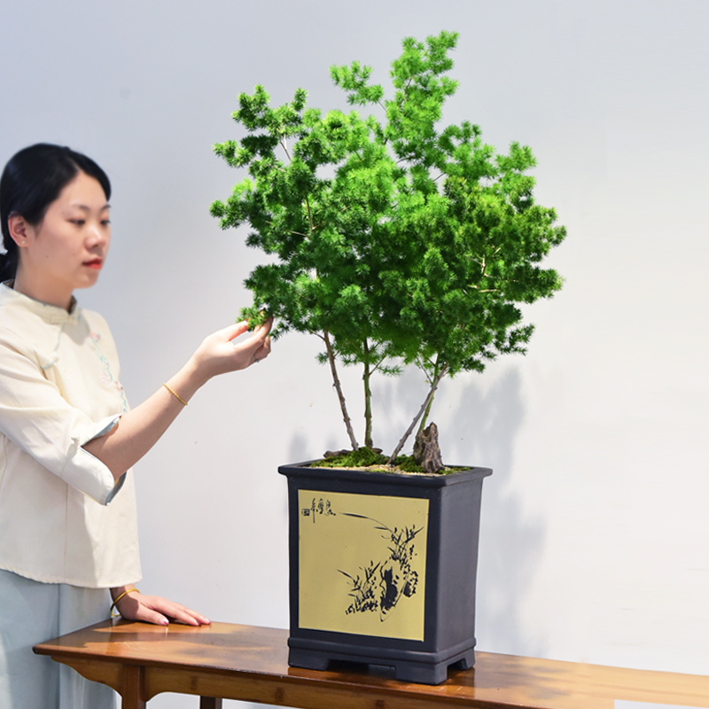 蓬莱松盆栽观赏书房四季常青