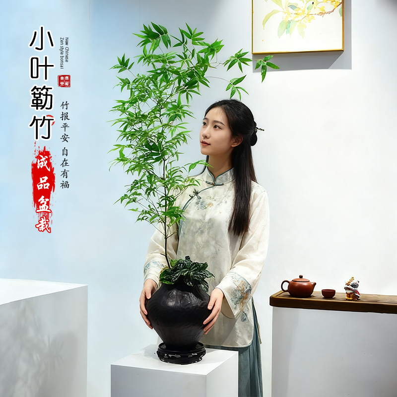 小叶勒竹盆栽中式桌面盆景室内办公室客厅观赏阳台观竹子观叶植物