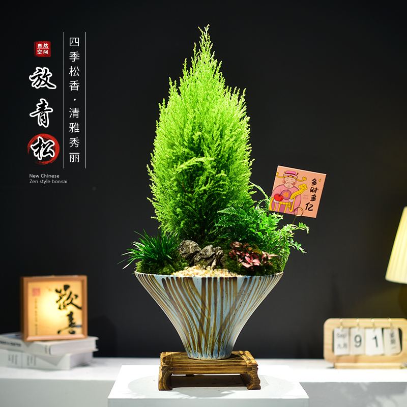 金冠柏香松盆栽室内绿植办公客厅桌面绿植四季常青圣诞树观赏盆景