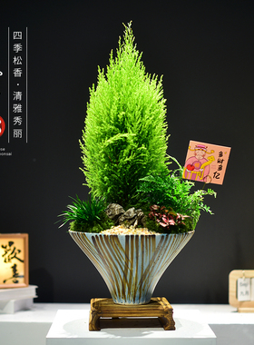 金冠柏香松盆栽室内绿植办公客厅桌面绿植四季常青圣诞树观赏盆景