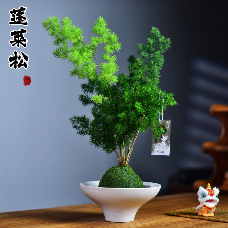松蓬莱室内盆栽苔玉球植物办公室客厅阳台桌面绿植高级感绿植好养图片