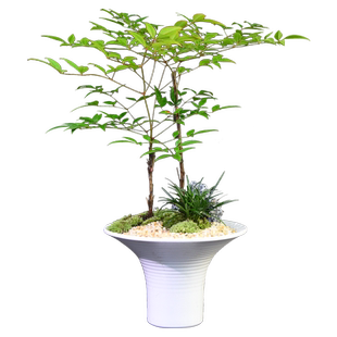 南天竹盆栽室内盆景观叶客厅办公阳台造景桌面装饰绿植常青送礼品