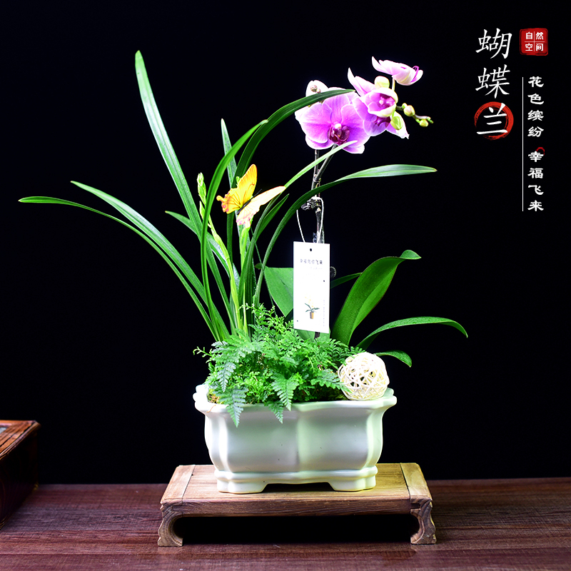 蝴蝶兰盆栽带花苞兰花绿植中式花卉办公室盆景植物盆栽教师节送礼