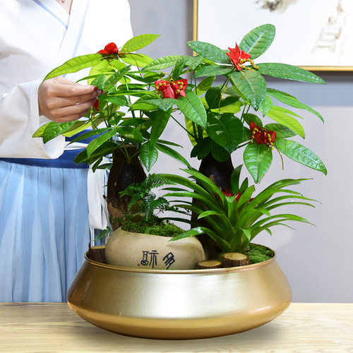 发财树大盆栽招财绿植物室内客厅好养易活花卉四季常青开业送礼 - 封面