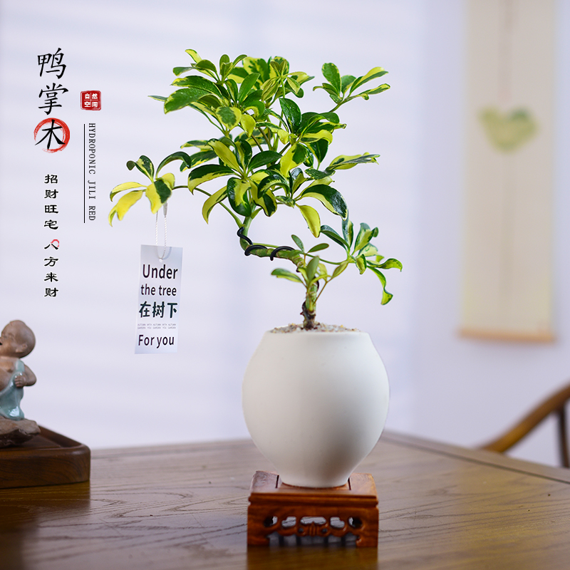 造型鸭掌木盆栽飘枝八方来财植物鹅掌财盆景绿植室内办公客厅好养