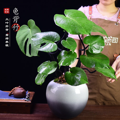 龟背竹书房客厅办公室窗台