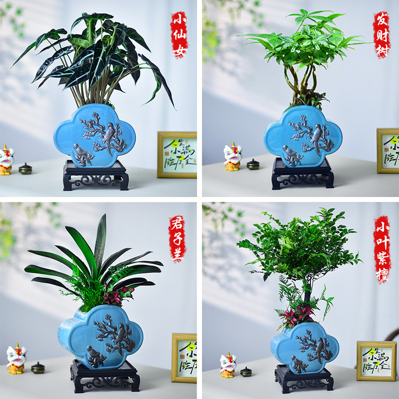 发财树君子兰盆栽室内绿植小仙女紫檀盆景办公客厅艺术植物送礼物,鲜花速递/花卉仿真/绿植园艺,绿植,淘宝优惠券,粉丝福利购,淘宝优惠卷