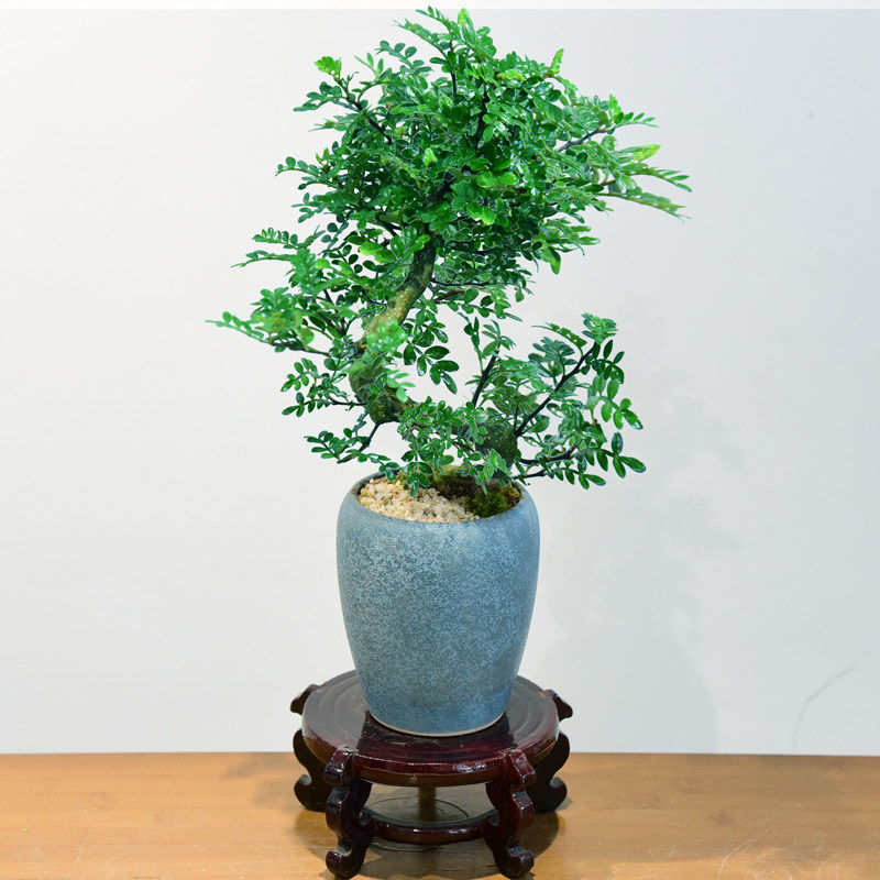 清香胡椒木老桩盆栽S型好养驱蚊室内盆景中式办公植物四季常青
