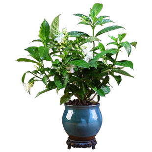 丁香花盆栽花卉室内花绿植阳台四季常青芳香中式简约盆景美观植物