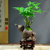 发财树盆栽办公客厅桌面绿植四季 常青茶装 饰植物室内盆景摆件礼品