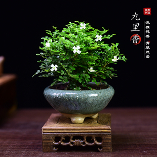 达摩九里香盆栽桌面茶室国风茶桌小盆景绿植室内四季常青好养摆件