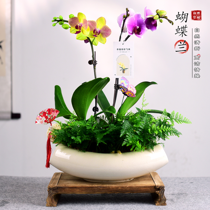 蝴蝶兰盆栽带花兰花绿植室内观赏植物花卉办公客厅乔迁教师节送礼
