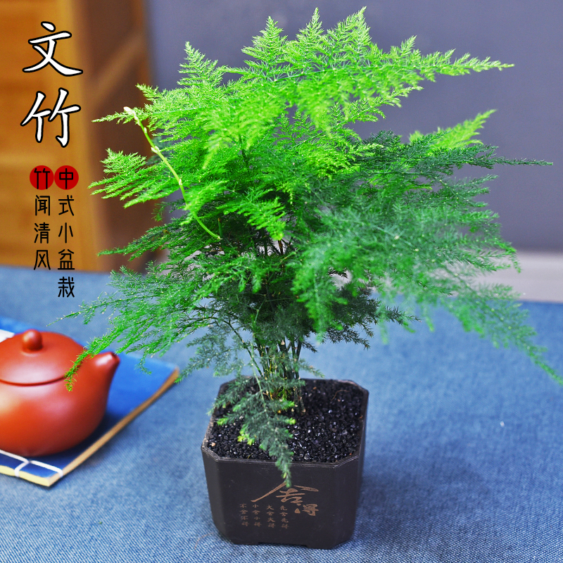 文竹办公室书房客厅茶几桌面