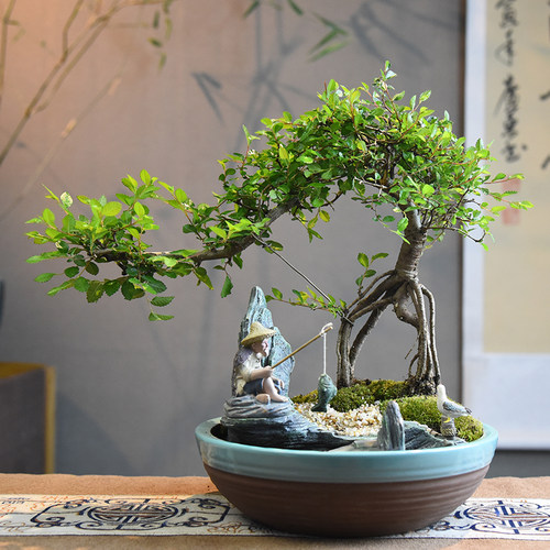 小叶榆树客厅茶室四季好养