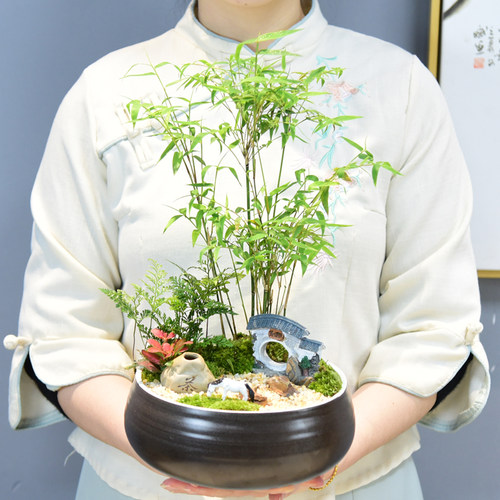 米竹盆景室内绿植艺术摆件