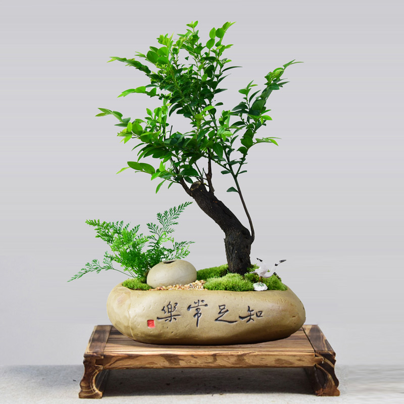 黑骨茶小叶紫檀盆栽客厅桌面盆景