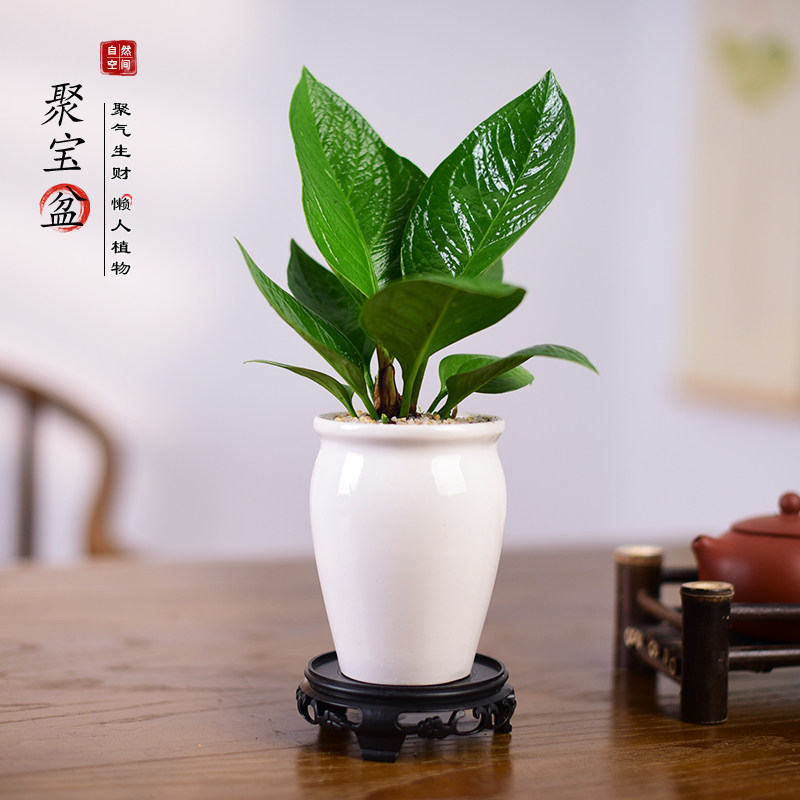聚宝盆绿植盆栽新中式办公客厅桌面植物寓意小盆景观叶绿植好养图片